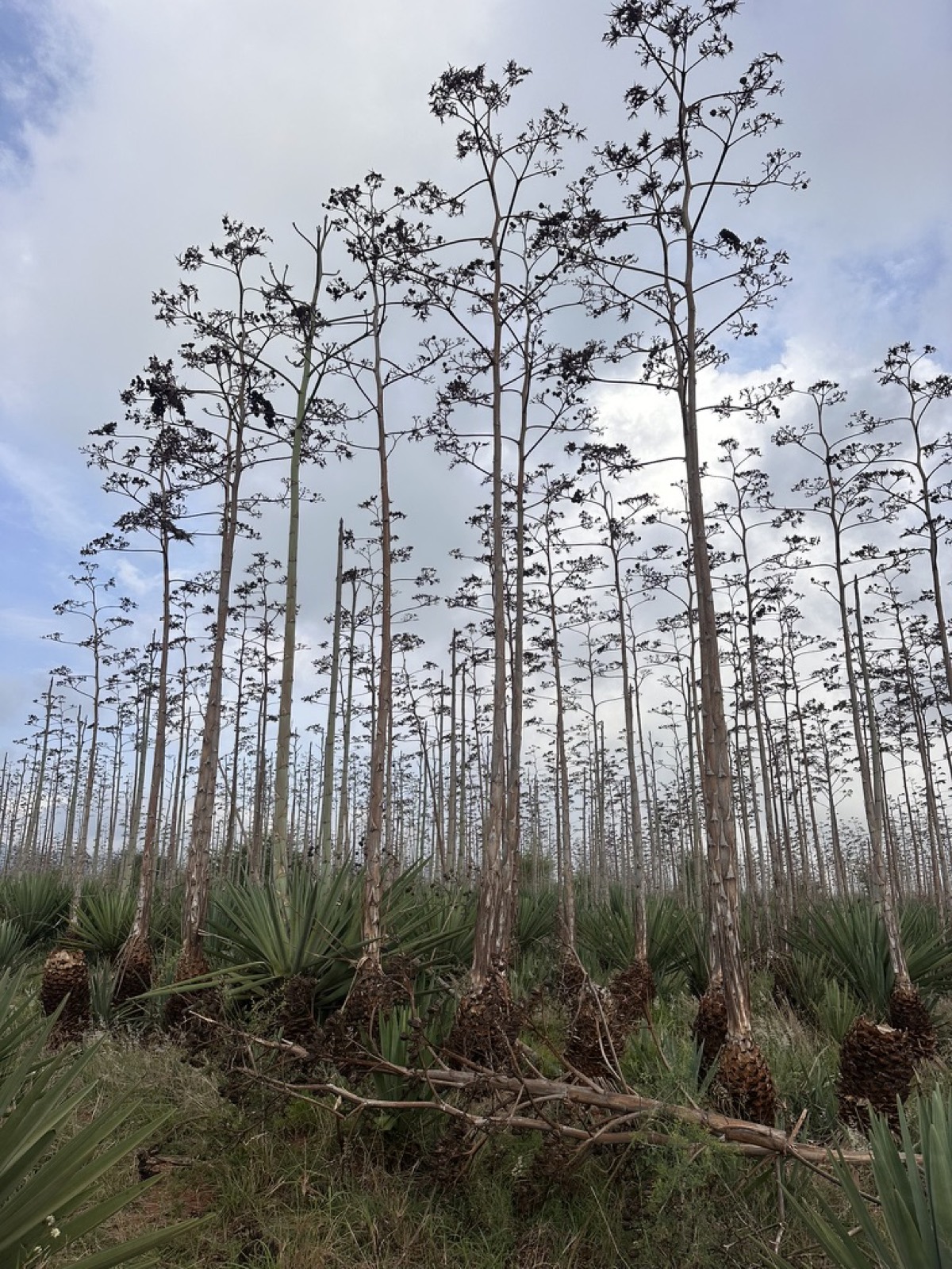 Agave flowering stalks rising over the sisal estate in Kenya